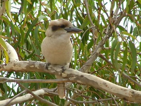 Kookaburra Nest - Accommodation Fremantle 0