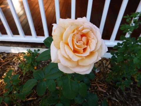 Lakeside Bed & Breakfast - Accommodation Fremantle 2