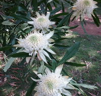 Lyrebird Gully Retreat - Accommodation Fremantle