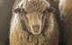 Mascot Cottage - Pet Friendly And Complimentary Breakfast Hamper - thumb 0