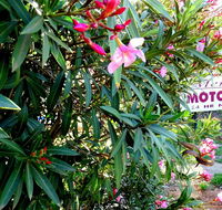 Mercury motor inn - Accommodation Fremantle