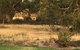 Murrord Wetlands - thumb 3