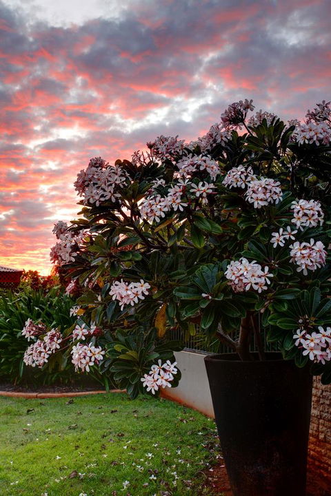 Mantra Frangipani Broome - Accommodation Fremantle 35