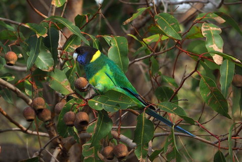 Banksia Tourist Park - Accommodation Fremantle 15