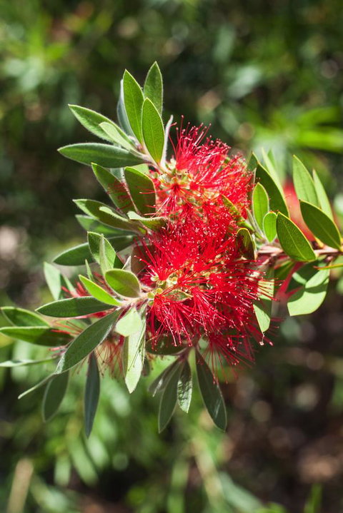 Banksia Tourist Park - Accommodation Fremantle 26