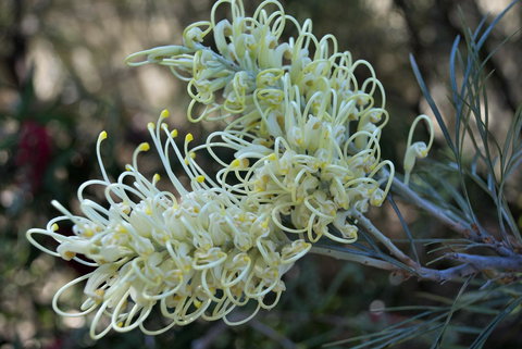 Banksia Tourist Park - Accommodation Fremantle 9