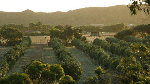 Bentwood Olive Grove Accommodation - Accommodation Fremantle 20