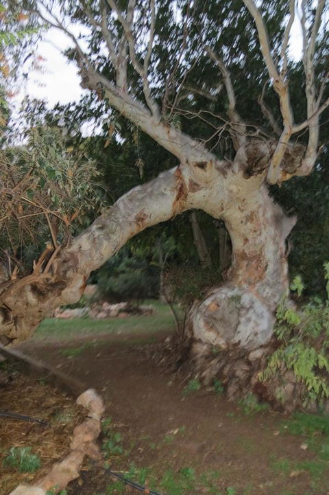 Bentwood Olive Grove Accommodation - Accommodation Fremantle 22