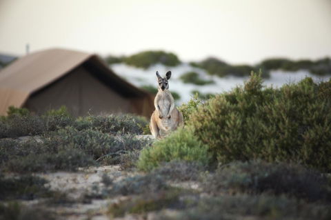 Sal Salis Ningaloo Reef - Accommodation Fremantle 32