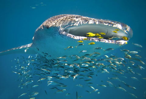 Sal Salis Ningaloo Reef - Accommodation Fremantle 20