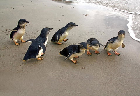 Bicheno Cabin Park - Accommodation Fremantle 13