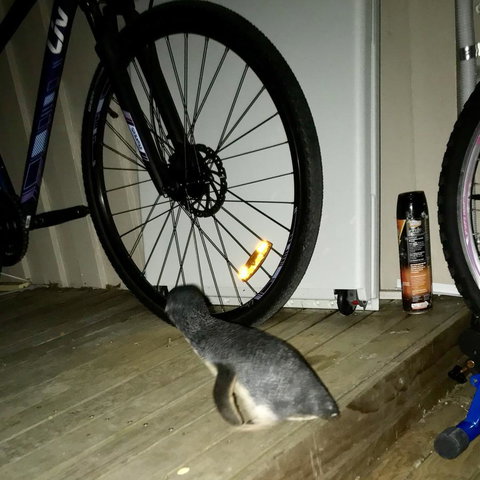 Beachend Bicheno - Accommodation Fremantle 21