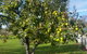 Grace Cottage - thumb 11