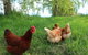 Cherry Top Farmstay - Boutique Eco Village - thumb 8