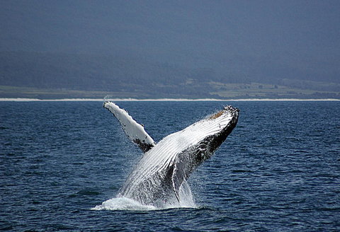 Suntrap Cove Bicheno - Accommodation Fremantle 39