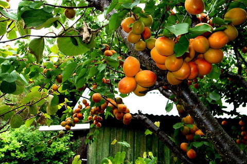 Eureka Farm - Accommodation Fremantle 8