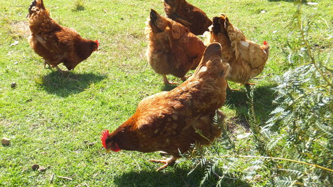 Eureka Farm - Accommodation Fremantle 27