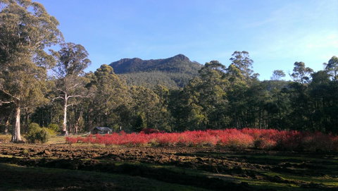 Mountain Blue Guest House - Accommodation Fremantle 23
