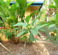 Rainforest Cottage Cairns - Accommodation Fremantle