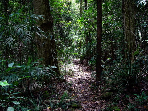 Springbrook Lyrebird Retreat - Accommodation Fremantle 0