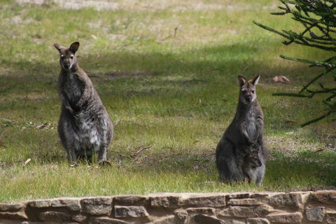 Bicheno By The Bay - Accommodation Fremantle 44