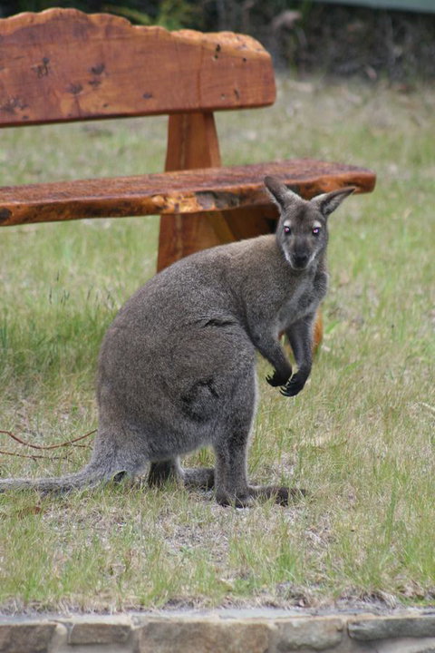 Bicheno By The Bay - Accommodation Fremantle 31