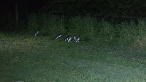 Diamond Island Resort - Accommodation Fremantle 22