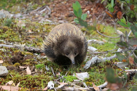 Cradle Mountain Wilderness Village - Accommodation Fremantle 34