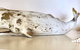 Sea Shells On Banyan Apartment - thumb 4