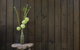 Botanica Editions - thumb 10