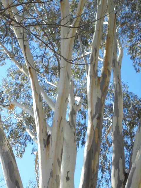 Wagga Wagga Tourist Park - Accommodation Fremantle 3