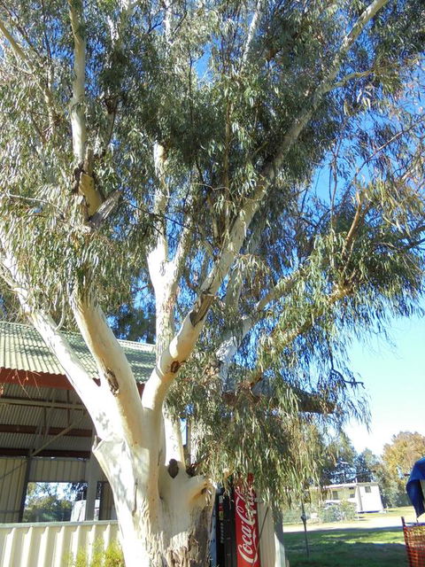 Wagga Wagga Tourist Park - Accommodation Fremantle 2