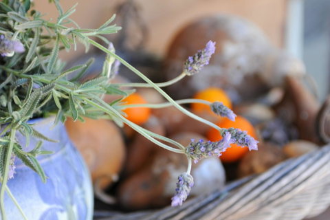 Lavender Farm - Accommodation Fremantle 9