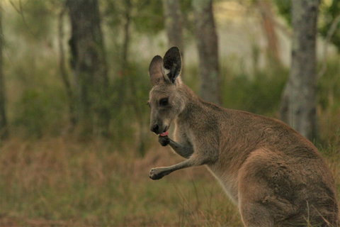 Lake Weyba Noosa Lodge & Kangaroos - Accommodation Fremantle 43