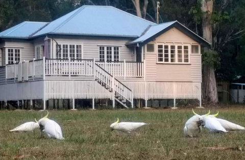 Lake Weyba Noosa Lodge & Kangaroos - Accommodation Fremantle 20