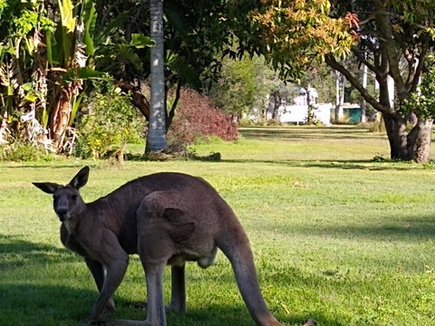 Lake Weyba Noosa Lodge & Kangaroos - Accommodation Fremantle 24
