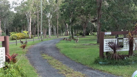 Lake Weyba Noosa Lodge & Kangaroos - Accommodation Fremantle 42