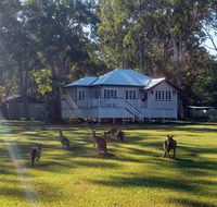 Lake Weyba Noosa Lodge  Kangaroos - Accommodation Fremantle