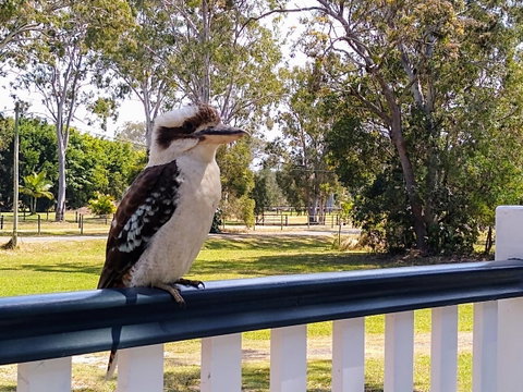 Lake Weyba Noosa Lodge & Kangaroos - Accommodation Fremantle 18