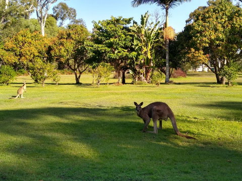 Lake Weyba Noosa Lodge & Kangaroos - Accommodation Fremantle 8