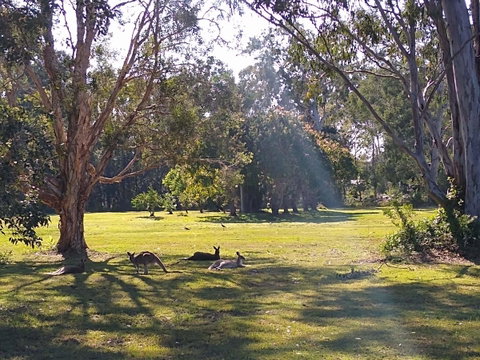 Lake Weyba Noosa Lodge & Kangaroos - Accommodation Fremantle 4