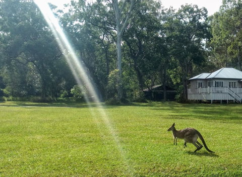 Lake Weyba Noosa Lodge & Kangaroos - Accommodation Fremantle 26