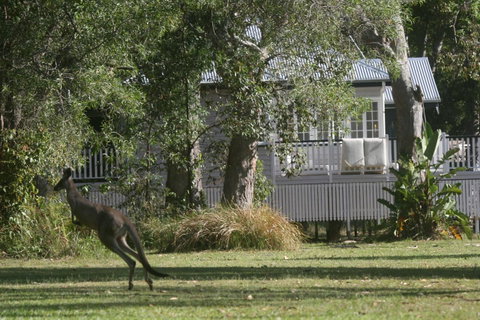 Lake Weyba Noosa Lodge & Kangaroos - Accommodation Fremantle 31
