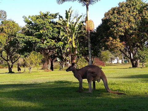 Lake Weyba Noosa Lodge & Kangaroos - Accommodation Fremantle 35