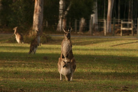 Lake Weyba Noosa Lodge & Kangaroos - Accommodation Fremantle 16