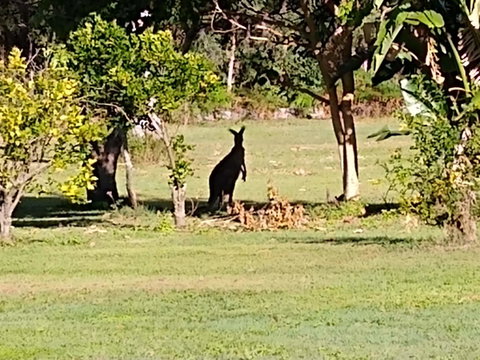 Lake Weyba Noosa Lodge & Kangaroos - Accommodation Fremantle 29
