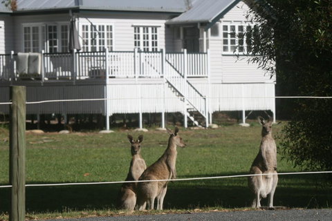 Lake Weyba Noosa Lodge & Kangaroos - Accommodation Fremantle 28
