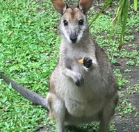 Bluewater Bed  Breakfast Cairns - Accommodation Fremantle