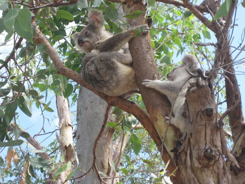 Magnetic Island Bed And Breakfast - Accommodation Fremantle 17