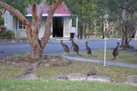 31 The Rocks